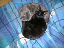 Jess and minxy Gracie