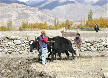 Farmers work that land beneath the Himalayas