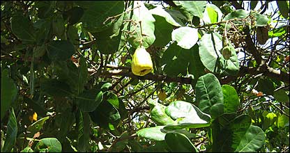 A cashew plantation in Sri Lanka