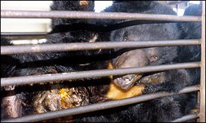 Žluč se z medvědů získává velice krutým způsobem