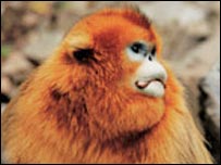 Macados dourados da China