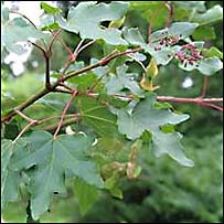 برگ پنجه چنار