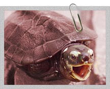 Over 1,000 of the seized turtles died of dehydration