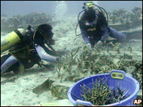 Transplante de corais em Aceh, na Indonésia, em junho de 2008