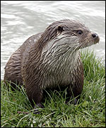 Otter