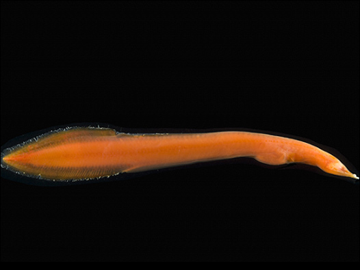 Cortesía: David Shale, Censo de la Vida Marina