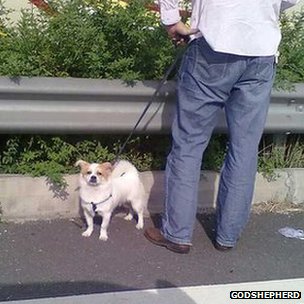 蘇州蘇嘉杭高速公路上一名被堵旅客溜狗(網友GodShepherd提供圖片30/9/2012)