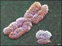 O cromossomo é o que define o gênero masculino