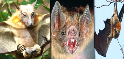 آسمان څکالي