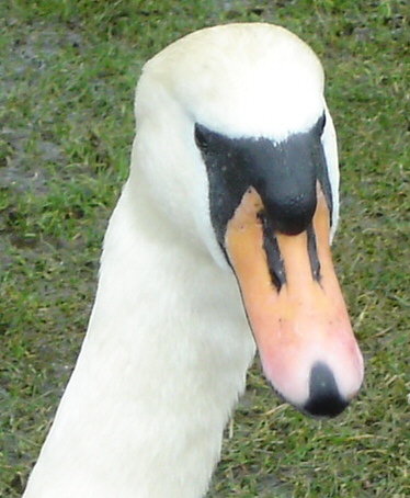 Swan