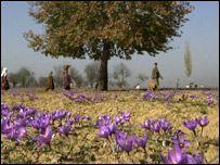 کشمیر میں زعفران کا کھیت