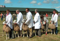 Rhes o ddefaid yn cael eu dangos