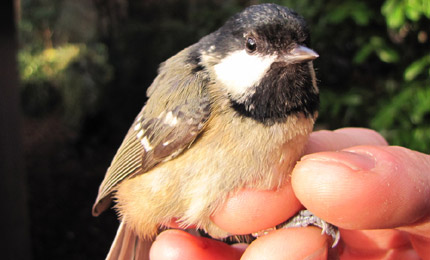 BBC Radio Foyle - Breathing Places Gallery