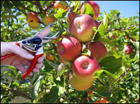 دمڼوشاخبري