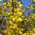 Forsythia