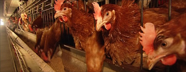 Caged hens at a Somerset farm