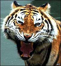 tigre de Bengala no zoológico de Sriracha