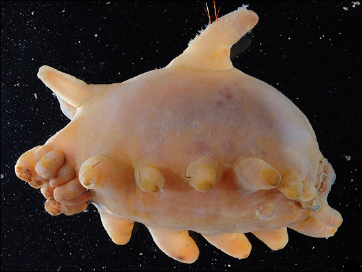 Pepino de mar. Foto: BAS/ P. Bucktrout