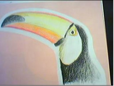 Toucan