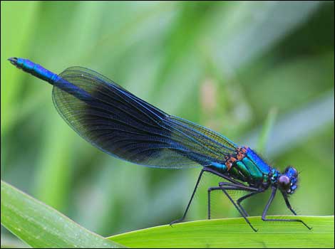 Dragonfly on leaf