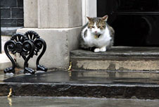 Larry the Downing Street cat