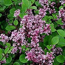 Syringa 'Palibin'