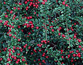 Cotoneaster