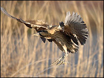 Bittern in flight, © David Plumpton