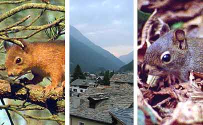 red squirrel, Italian valley, grey squirrel