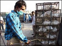 बर्ड फ्लू 