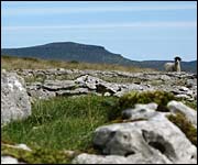 Limestone pavement and view of Penyghent