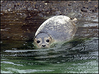 Herbie the seal swimming