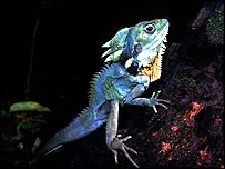 نباتات و حیوانات