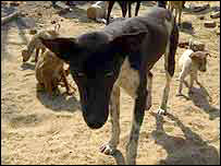Cachorros vira-latas. Foto:Prashant Ravi