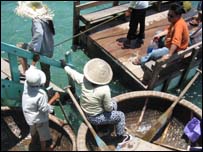 Thuyền thúng chở du khách ở Nha Trang