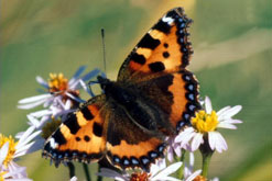 Butterfly - small tortoiseshell butterfly