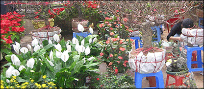 Chợ hoa Tết ở Hà Nội