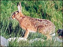 Hare