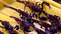 Scorpions on the menu.