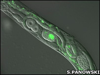 دانشمندان می گویند پستانداران ژنی مشابه pha-4 دارند