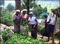 tea plantation workers