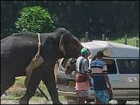 Elefante golpeia carro no Sri lanka