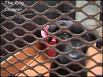 Not every story is a happy one on The Dog Channel