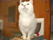 Buttons is a very fussy, outgoing cat