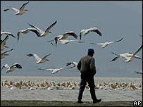 Mirgující ptáci v Turecku