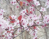 Flowering cherry