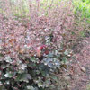 Heuchera 'Chocolate Ruffles'