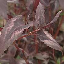 Persicaria 'Red Dragon'