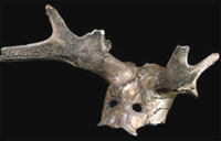 A reindeer head-dress