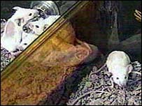 موش آزمايشگاهی